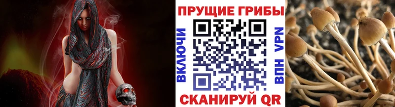 где найти   Верхотурье  Галлюциногенные грибы Psilocybine cubensis 